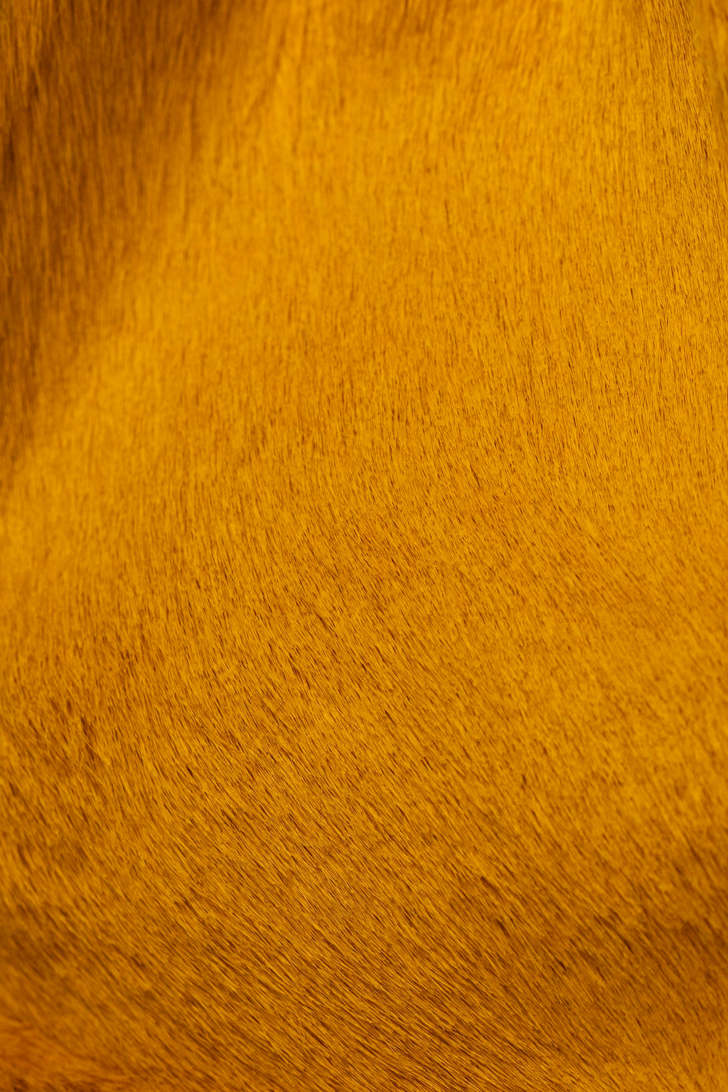 Eva Yellow