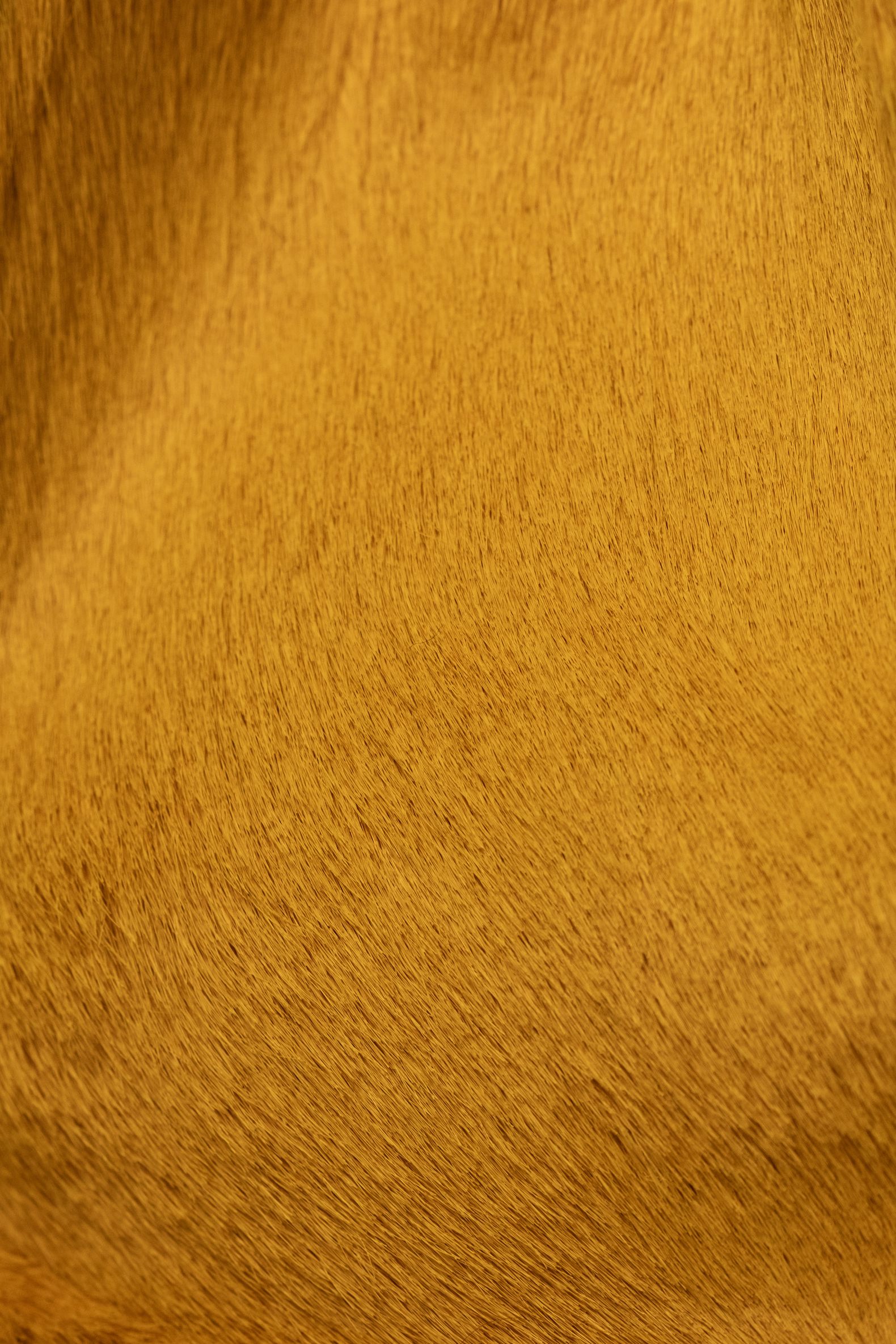 Eva Yellow